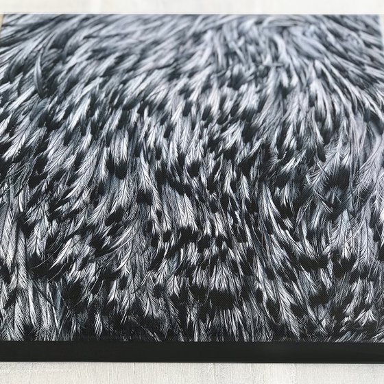 Emu Feathers