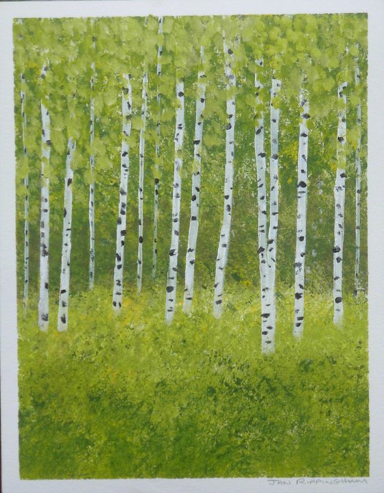 Silver Birch Trees 2