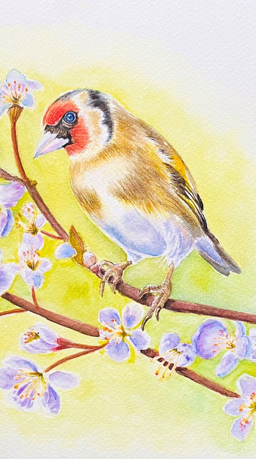 European Goldfinch (i) by Neha Soni