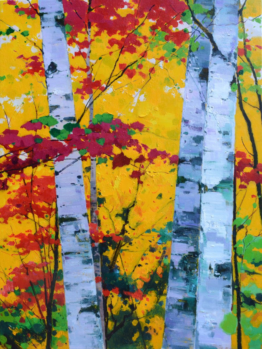 Birch trees forrest 071 by jianzhe chon
