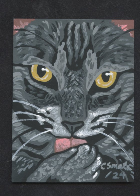 Gray Tabby Cat