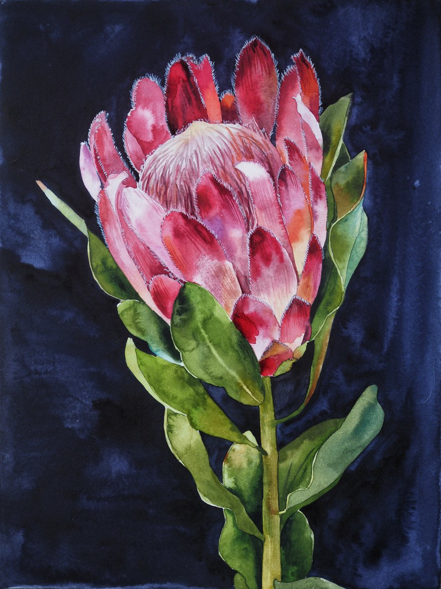 Protea on darkness light - original watercolor artwork by Delnara El