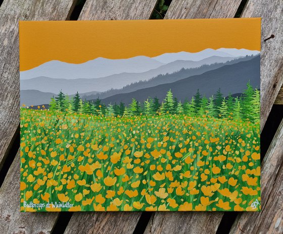 Buttercups at Whinlatter, The Lake District