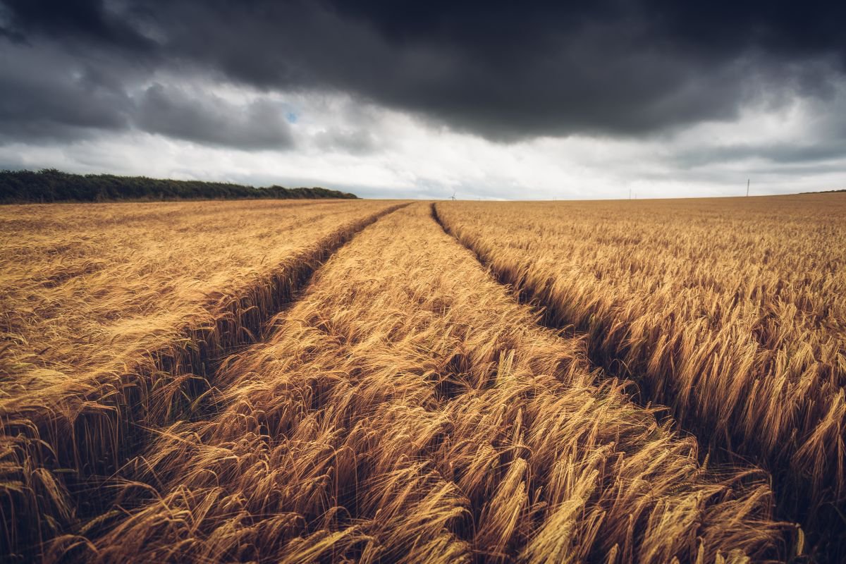 Photorealistic Photograph , Cereal Crops On A Stormy Day By Paul Nash, 24 X 16, Artwork For Sale On Artfinder