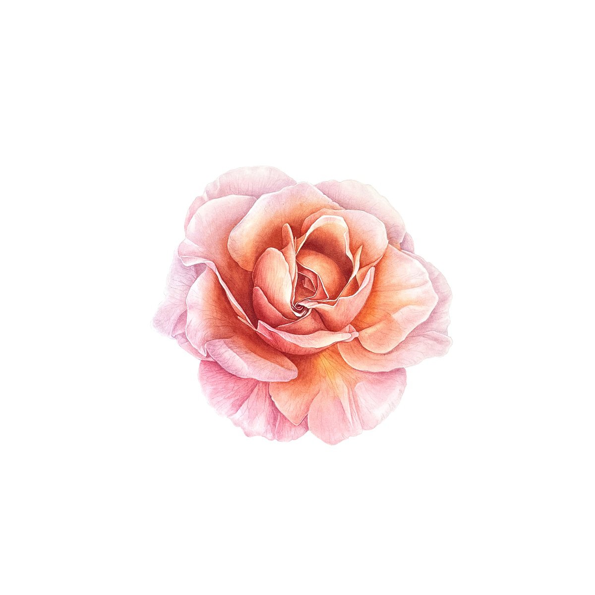 Photorealistic Botanical Watercolour By Yuliia Prokopchuk, 15 X 15", Fire Rose Painting, Original Artwork