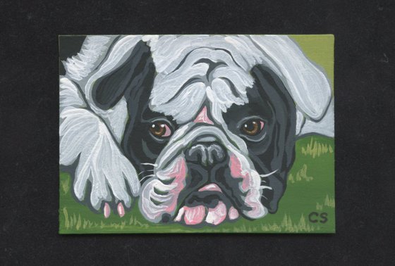 ACEO ATC Original Miniature Painting Olde English Bulldogge Pet Dog Art-Carla Smale