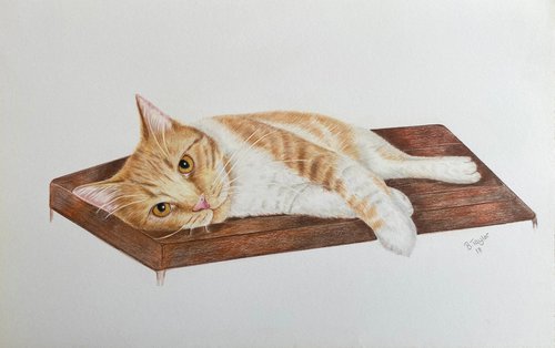 Lazy cat by Bethany Taylor