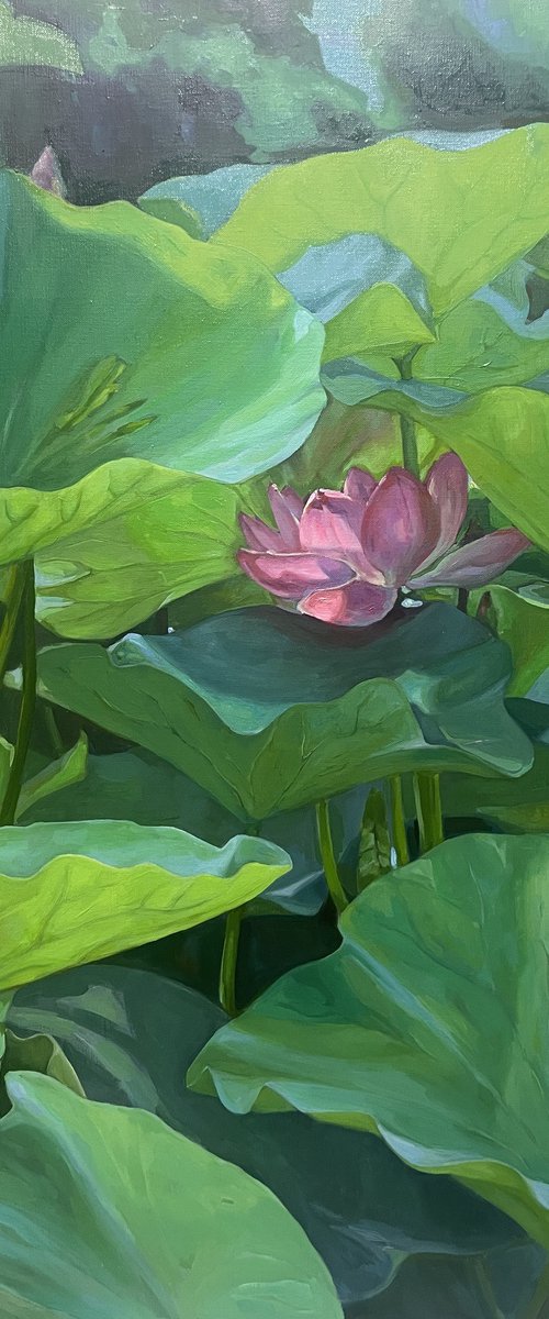 Blooming lotuses. Maturity. by Guzel Min