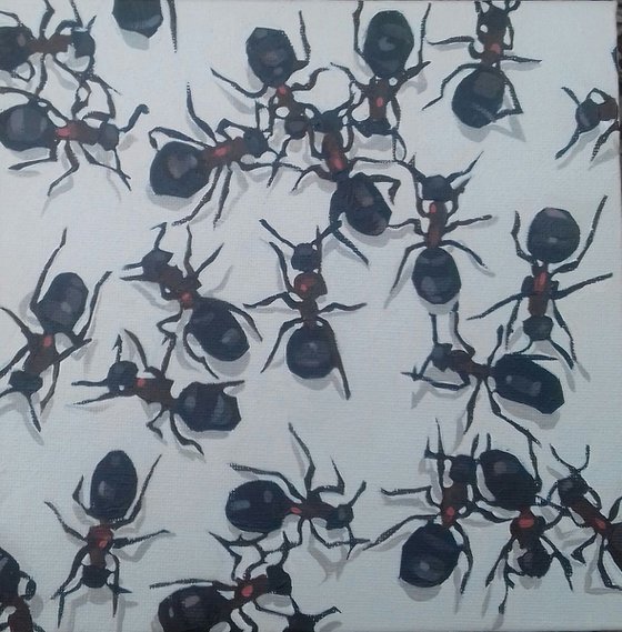 Wood Ants