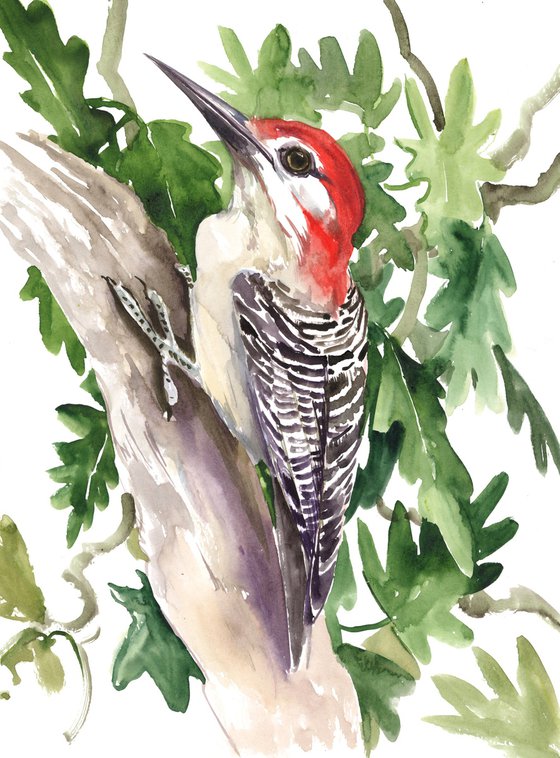 Red-Bellied Woodpecker, Original watercolor painting