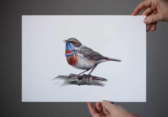 Bluethroat