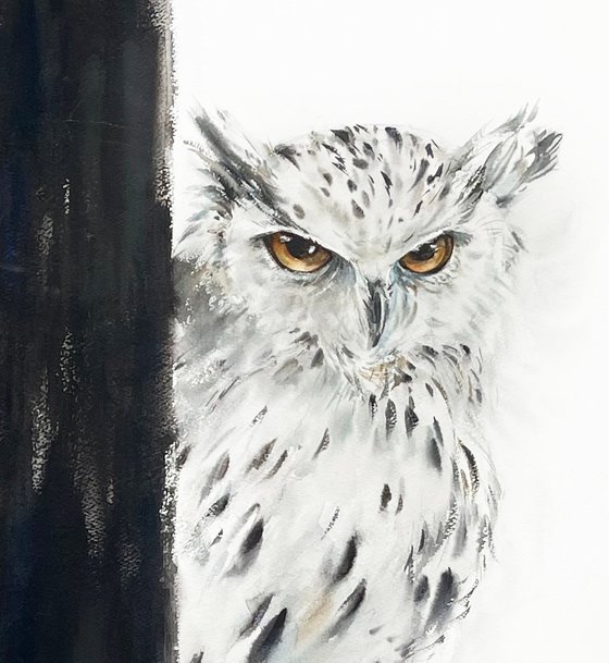 White Owl