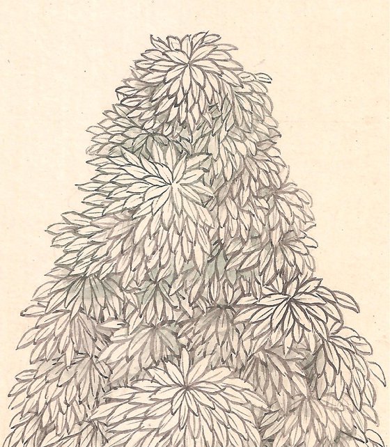 Baby Mango Tree | Indian Miniature