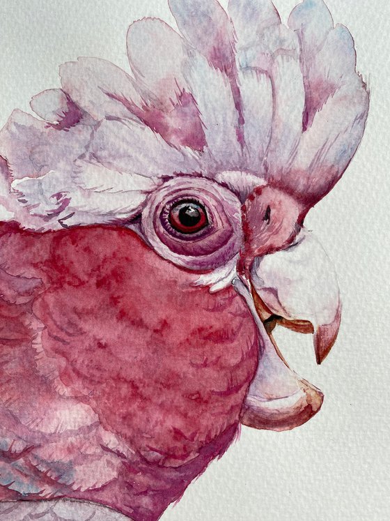 Portrait of Pink Galah Cockatoo in Sunlight