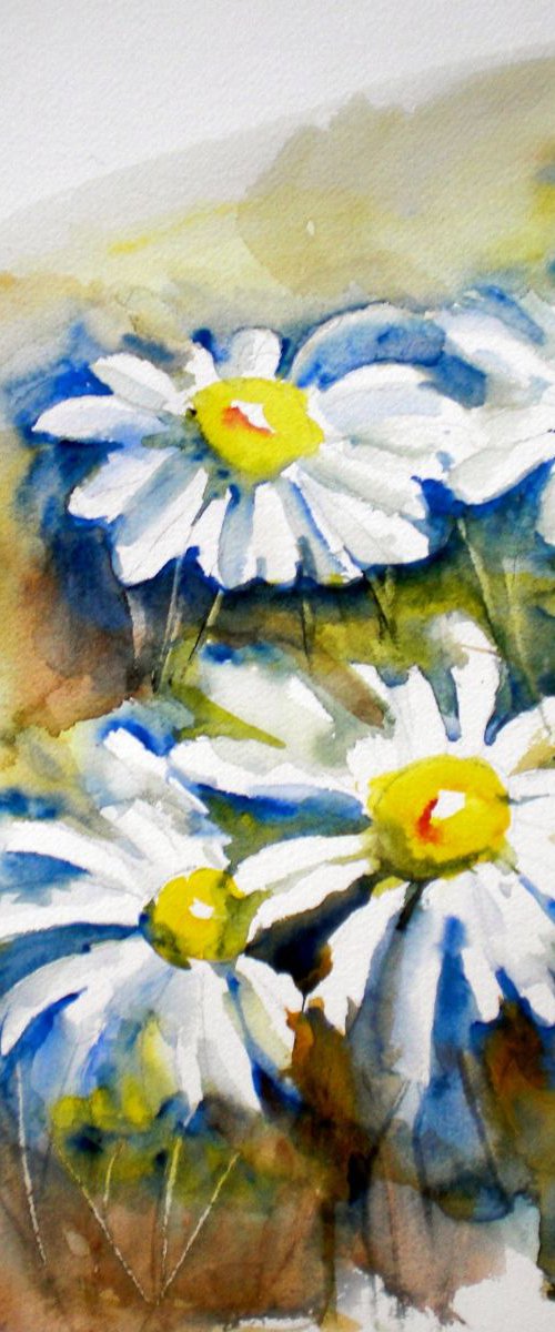 daisies by Giorgio Gosti