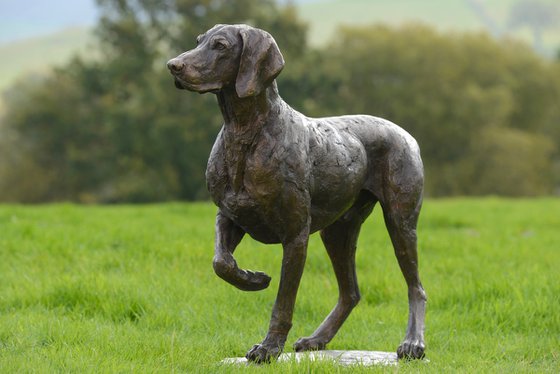 Pointing Weimaraner FB