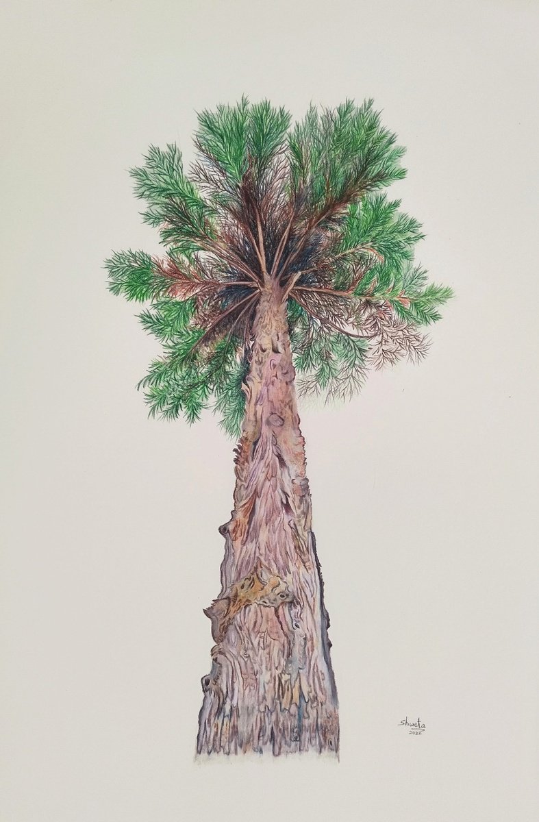 Himalayan Cedar tree colored pencil drawing by Shweta Mahajan