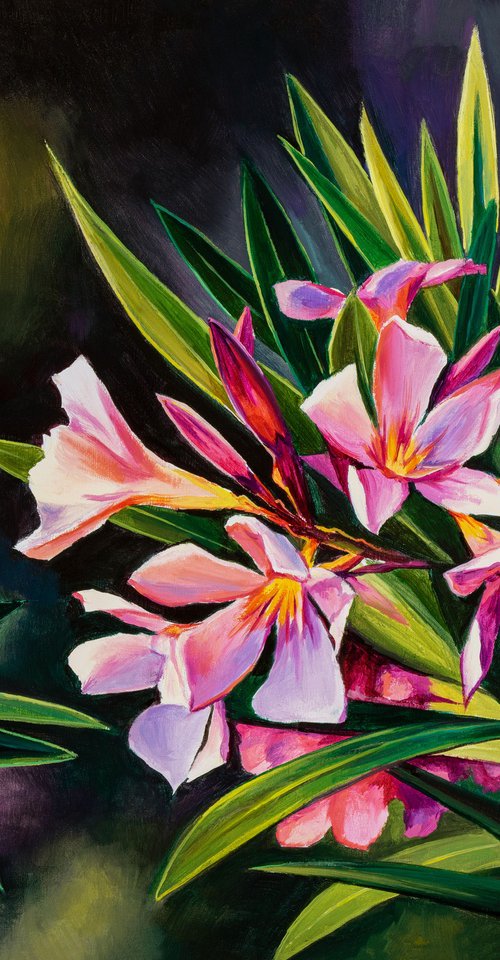 Pink oleander flowers in sun by Lucia Verdejo