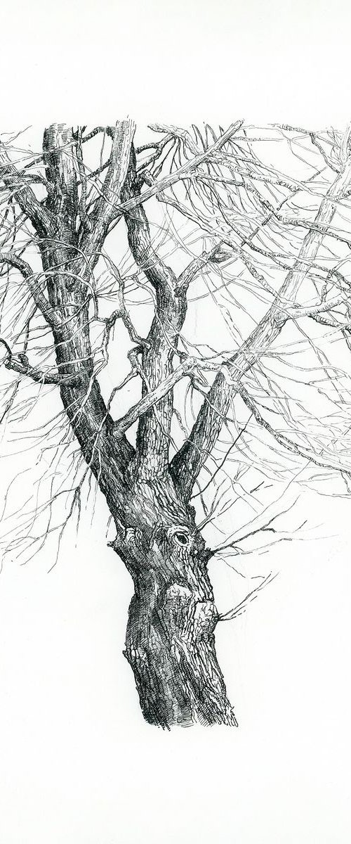 Tree by Katarzyna Gagol