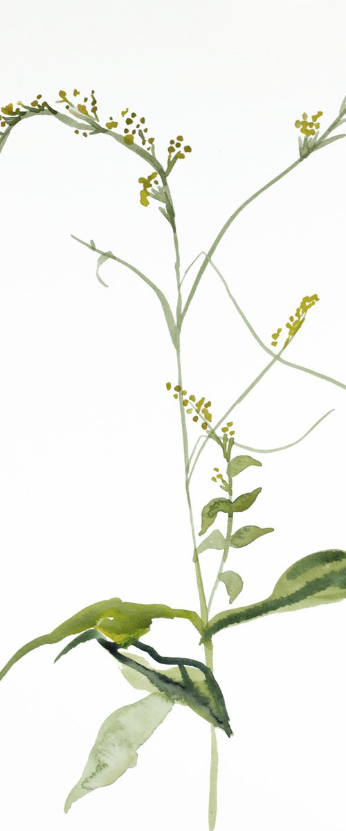 Goldenrod by Elizabeth Becker