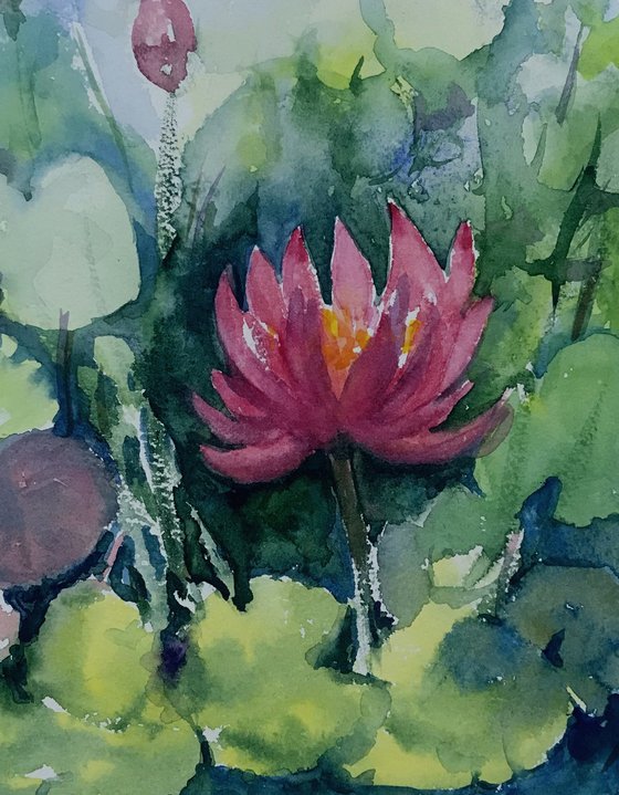 Monsoon Water Lily pond 1