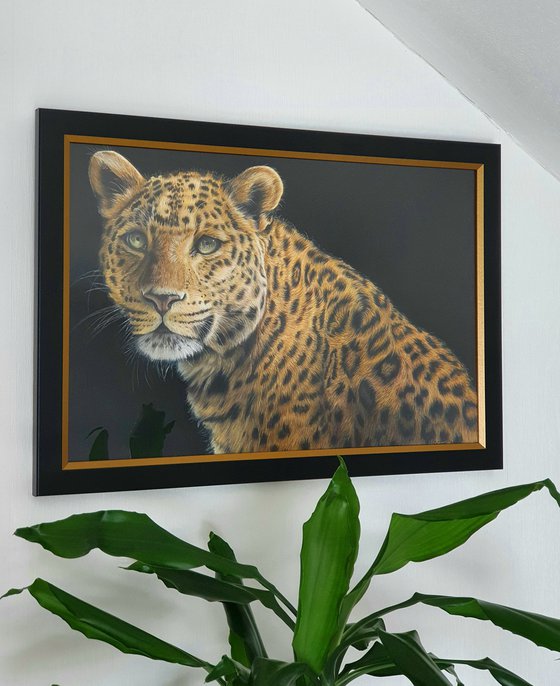 "Inquisitive" Leopard portrait