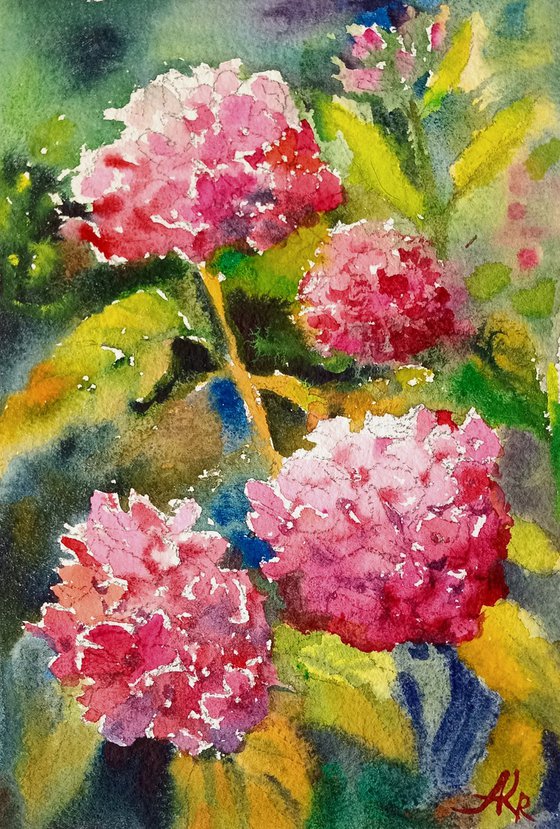 Pink Hydrangeas flowers