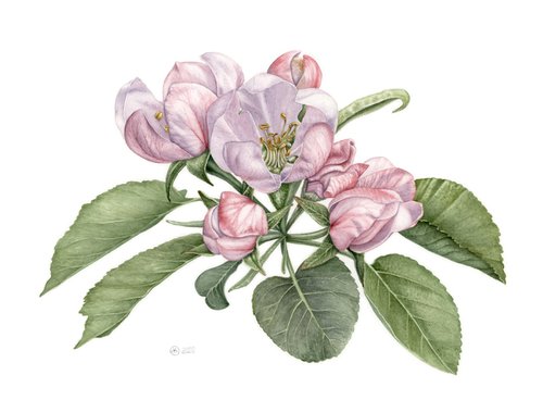 Pink Apple Blossom by Yuliia Moiseieva
