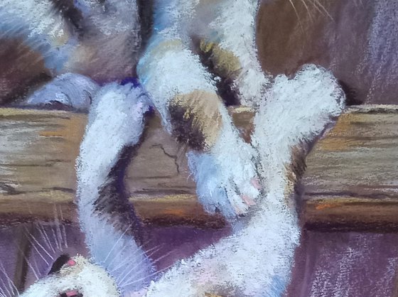 Playful Kittens on the Fence