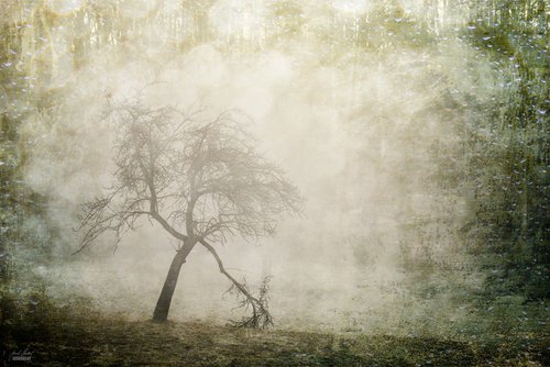 Silent witness of the mist by Janek Sedlar