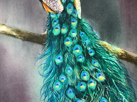 Peacock on branch