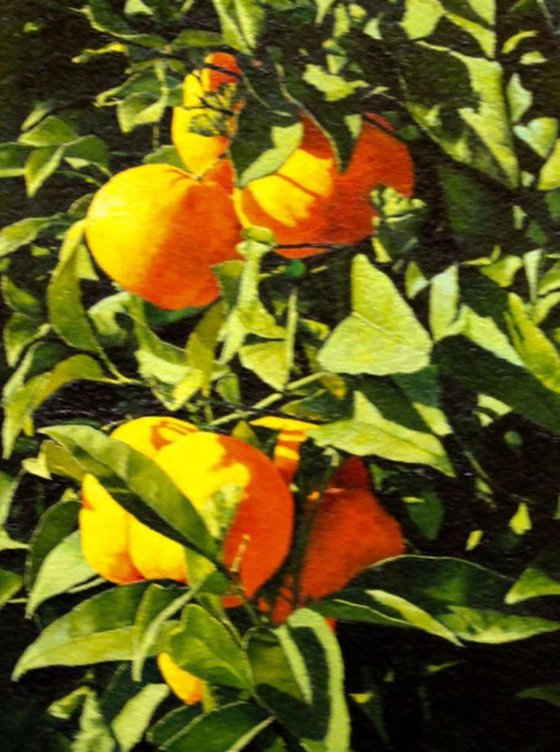 Naranjas en el naranjo
