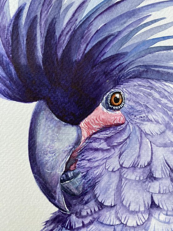 Black palm cockatoo, A Playful Glimpse of Nature in Watercolour