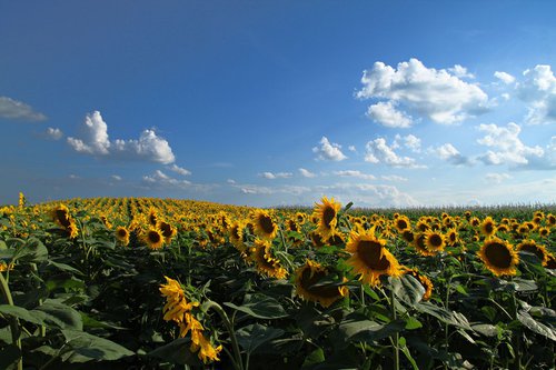 Sunflower field by Sonja  Čvorović