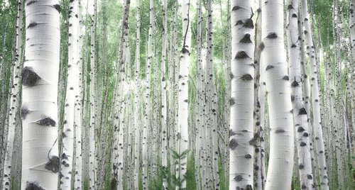 Artwork by Emily Kent