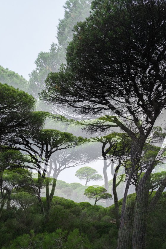Layers of Green