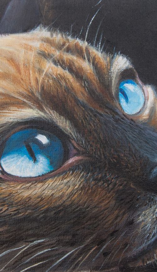 Siames cat 2 by Norma Beatriz Zaro