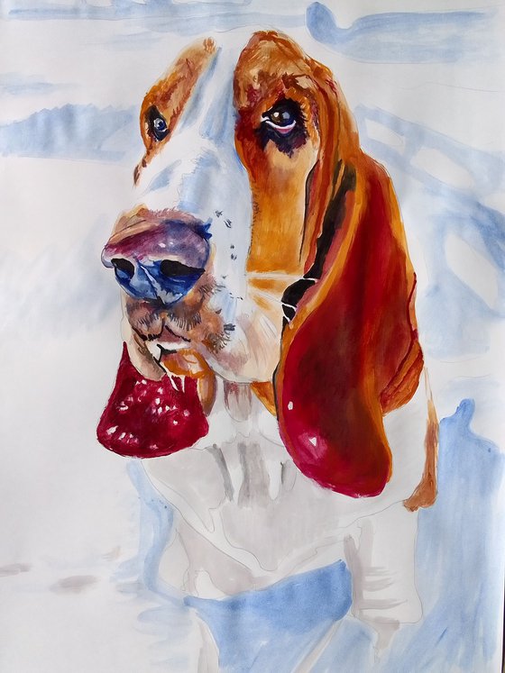 Basset Hound