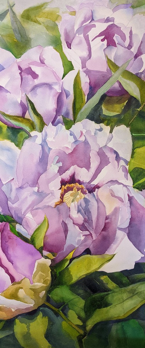 PINK PEONIES#5 by Yurii Pashkov