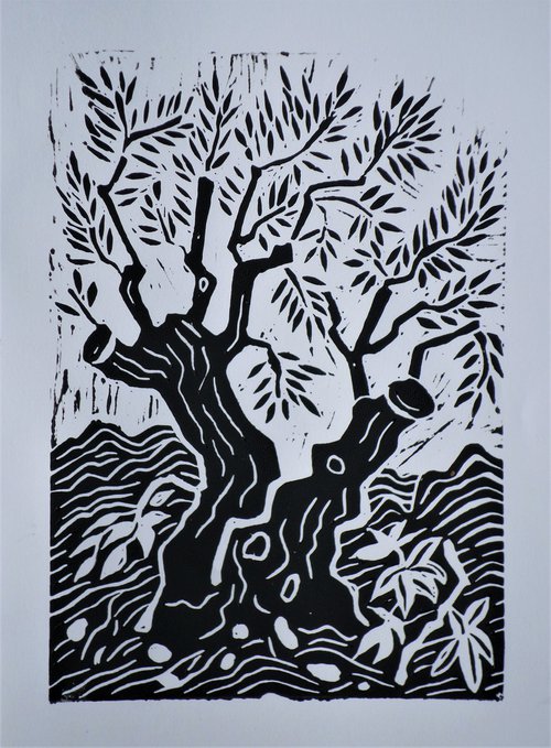 Olive tree by Kirsty Wain
