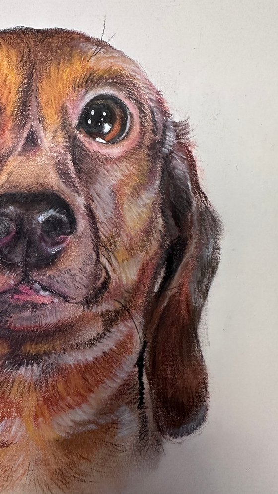 Funny Dachshund Portrait Adorable Pup