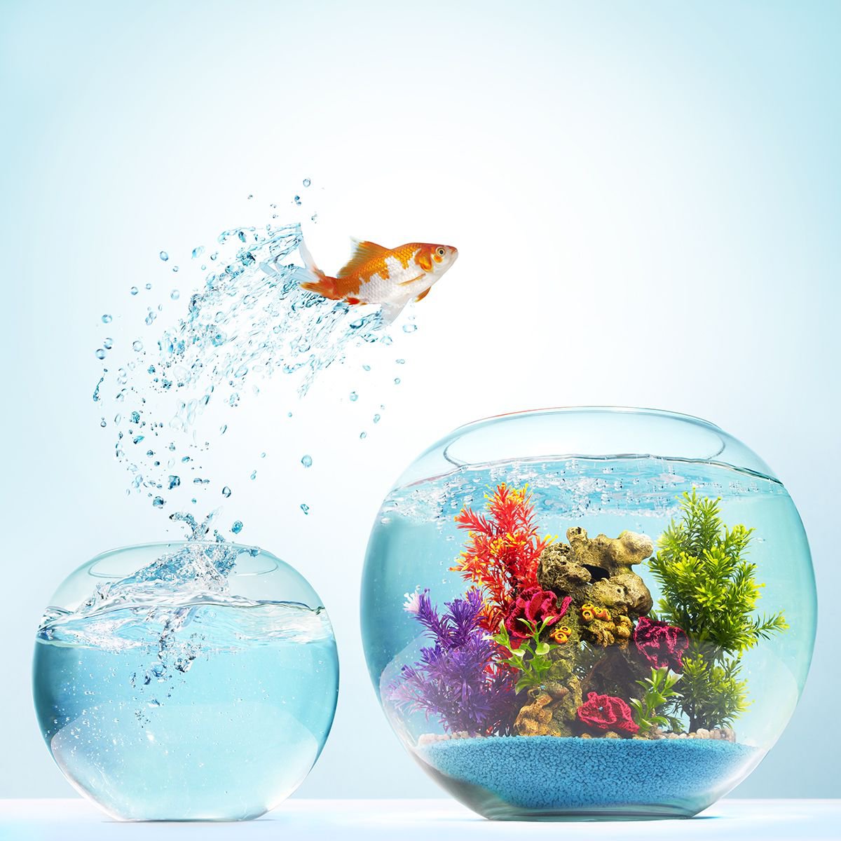 Photorealistic Animal Photograph By Gandee Vasan, 17 X 23, Make The Leap!, Original Artwork