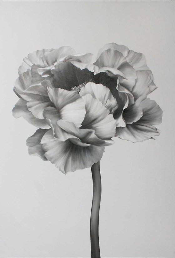 "Black and white peony 2" Black white flowers