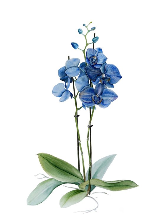 Blue orchid