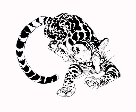 Bengal kitten (size: 72x61cm / 28.3x24 in)