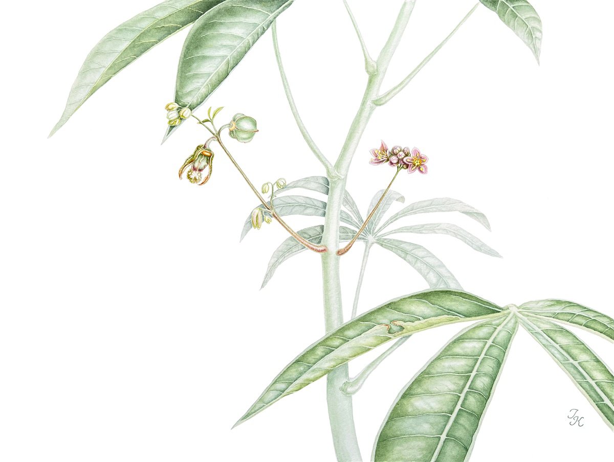 Illustrative Botanical Watercolour By Tetiana Kovalova, 16 X 12", Manioc, Original Artwork