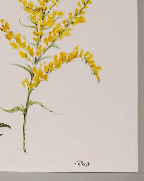 Field Goldenrod