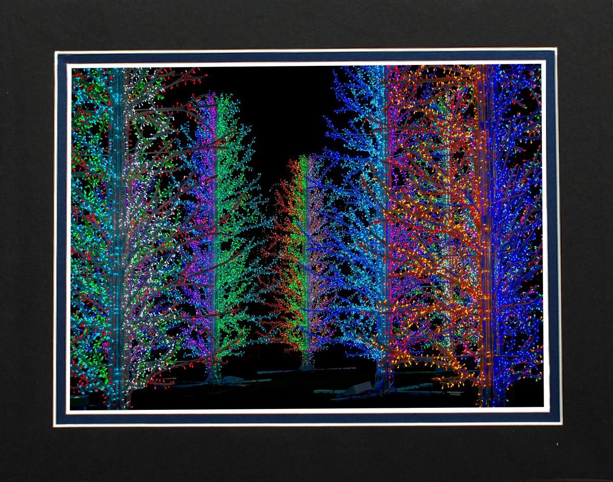 Illuminated Forest by Robin Clarke