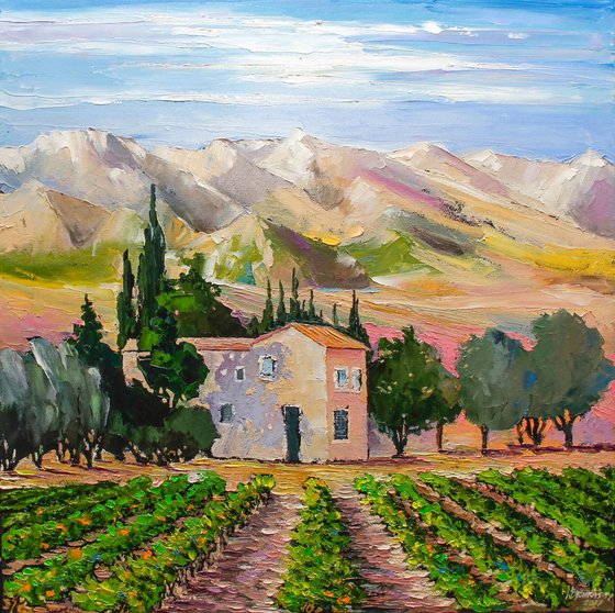 Provence. Vineyard