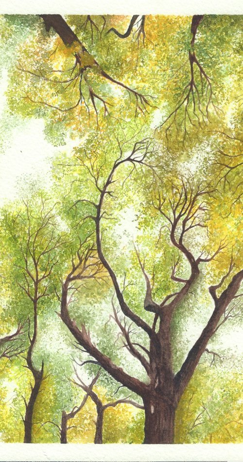 Maple Canopy by Shweta Mahajan